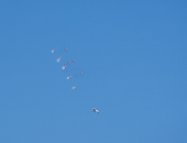 Red Arrows