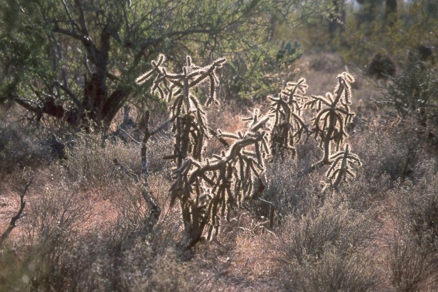 Fluffy Cactus