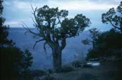 Ponderosa Pine and Canyon - early morning