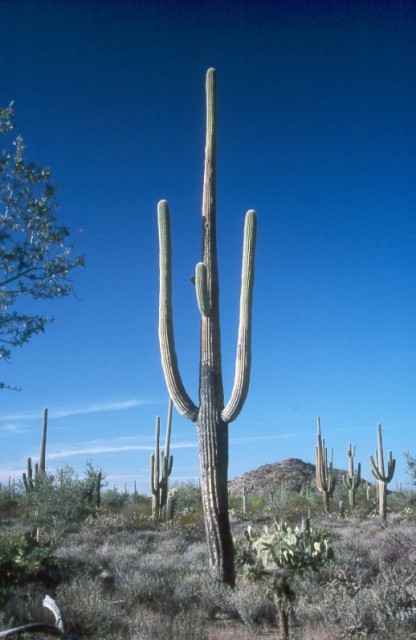 Saguaro in the Saguaro National Park near Tucson