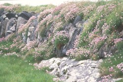Sea Pinks at the Valentia Harbour Lighthouse