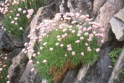 Sea Pinks at the Valentia Harbour Lighthouse