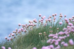 Sea Pinks