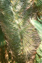 Ferns
