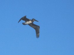 Pelican