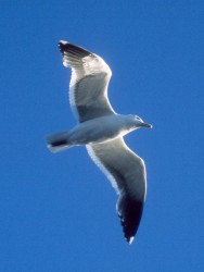 Seagull - backlit
