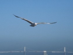 Highlight for Album: San Francisco