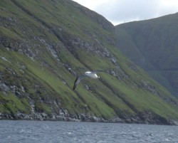 Fulmar Flying