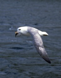 Fulmar Flying