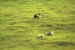 Sheep!