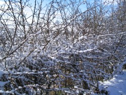 Snowy scene in County Durham