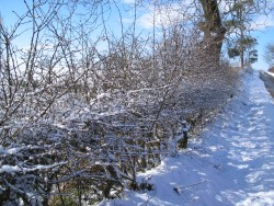 Snowy scene in County Durham