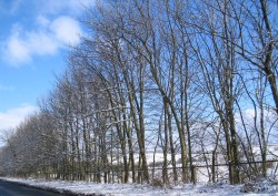 Snowy scene in County Durham